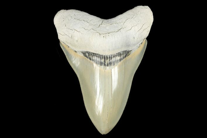 Serrated, Fossil Megalodon Tooth - Aurora, North Carolina #178101